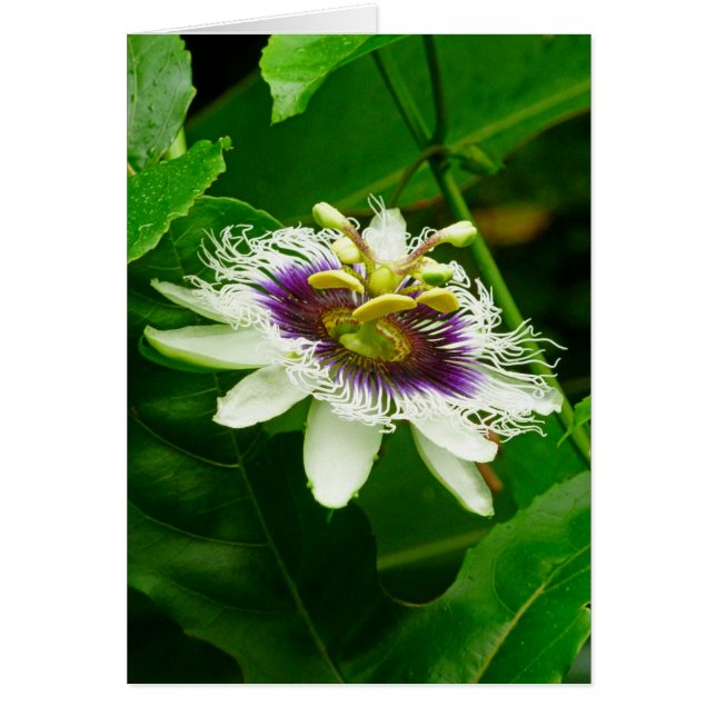 Passiflora (Vorne)