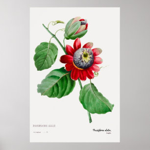 Passiflora Ailee - Atemberaubendes botanisches Kun Poster