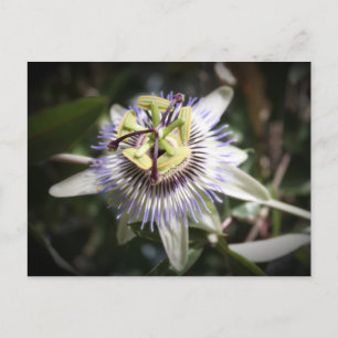 Passiflora, Blume, Mylifeisart Postkarte