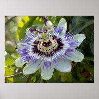 Passiflora edulis forma flavicarpa (Passion Blume
