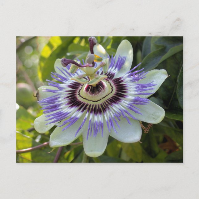 Passiflora edulis forma flavicarpa (Passion Blume Postkarte (Vorderseite)