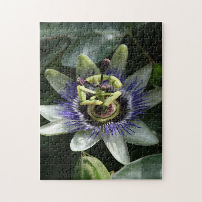 Passiflora Fleur de la Passion Puzzle de photos fl (Vertical)