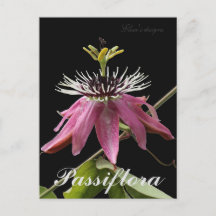 Passiflora Postkarte