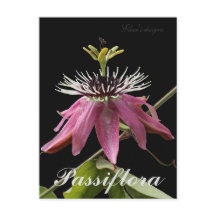 Passiflora Postkarte
