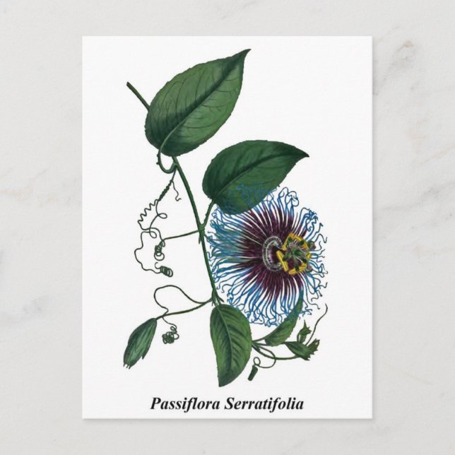 Passiflora Serratifolia Postkarte (Vorderseite)
