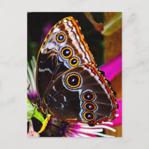Passiflora VIOLACEA und Blauer Morpho-Schmetterlin Feiertagspostkarte