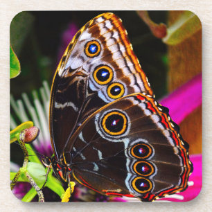 Passiflora VIOLACEA und Blauer Morpho-Schmetterlin Getränkeuntersetzer