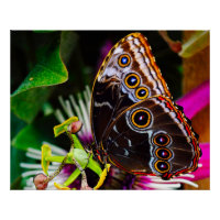 Passiflora VIOLACEA und Blauer Morpho-Schmetterlin
