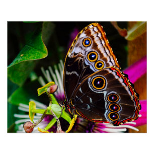 Passiflora VIOLACEA und Blauer Morpho-Schmetterlin Poster