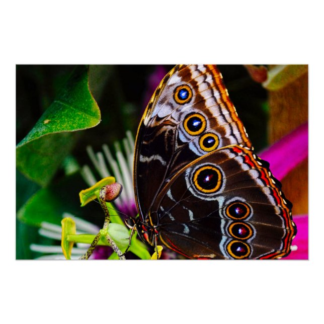 Passiflora VIOLACEA und Blauer Morpho-Schmetterlin Poster (Vorderseite)