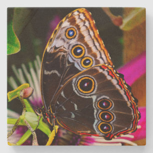 Passiflora VIOLACEA und Blauer Morpho-Schmetterlin Steinuntersetzer
