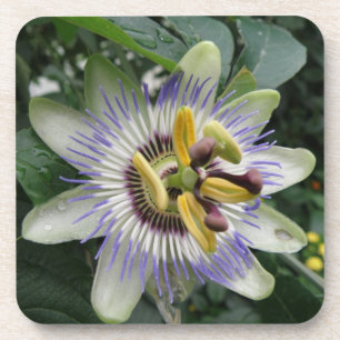 Passion Blume Cork Untersetzer