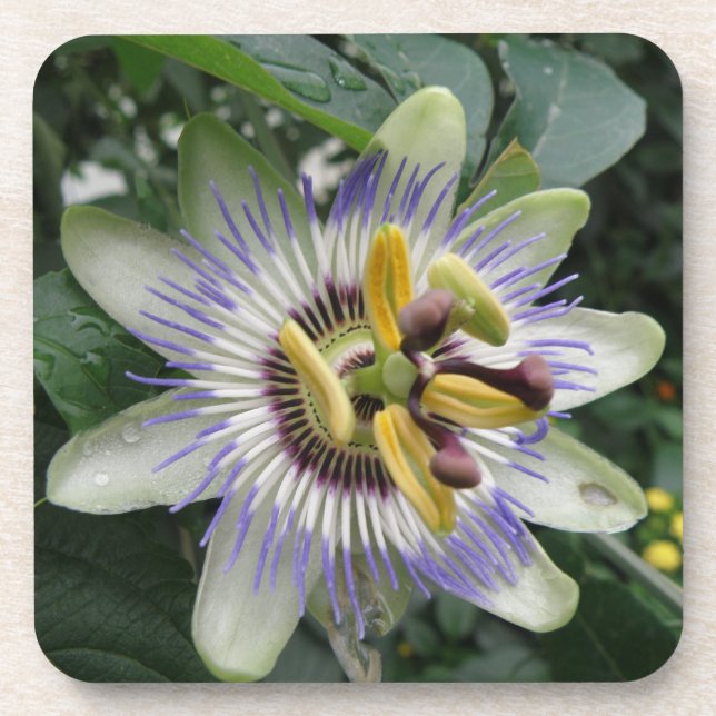 Passion Blume Cork Untersetzer (Vorderseite)