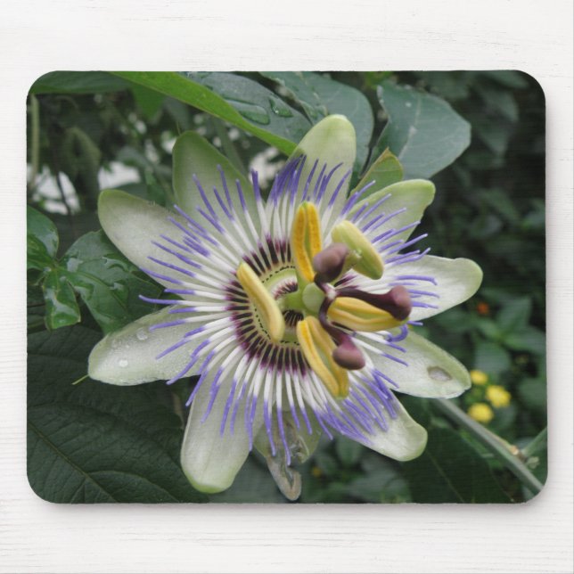 Passion Blume Mousepad (Vorne)