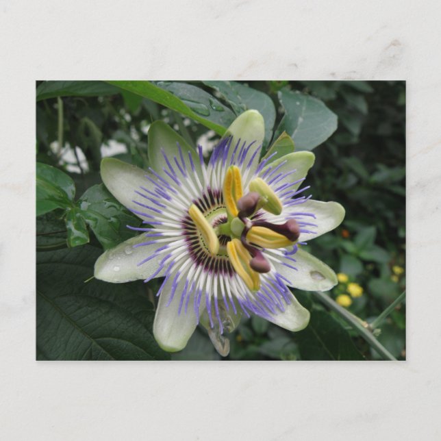 Passion Blume Postkarte (Vorderseite)