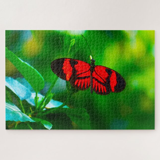 Passion Butterfly. (Horizontal)