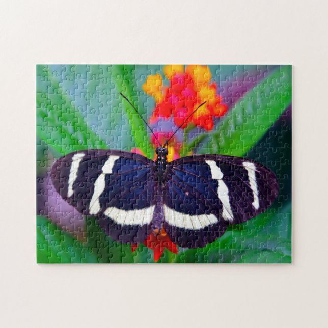 Passion Butterfly. (Horizontal)