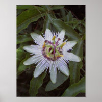Passion Fruchtweine-Blume