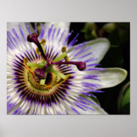 Passion Fruit Blume Poster, 16X12