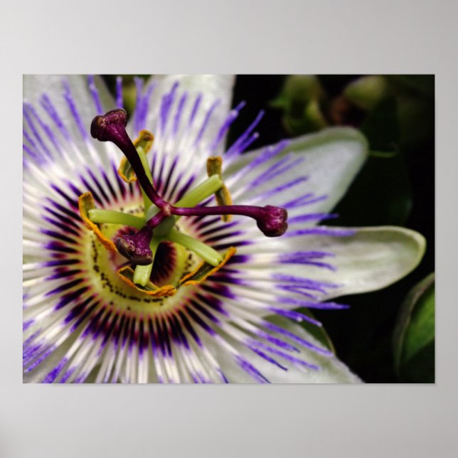 Passion Fruit Blume Poster, 16X12 Poster (Vorne)