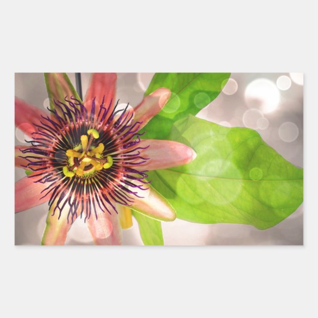 Passion Fruit Blume Rechteckiger Aufkleber (Vorderseite)
