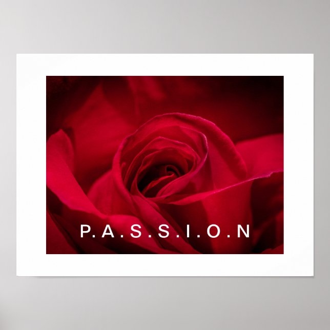 Passion Rote Rose Poster (Vorne)