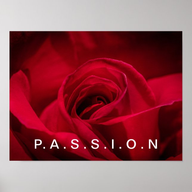 Passion Rote Rose Poster (Vorne)