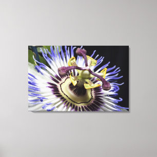 Passionflower nah-up (MR) Leinwanddruck