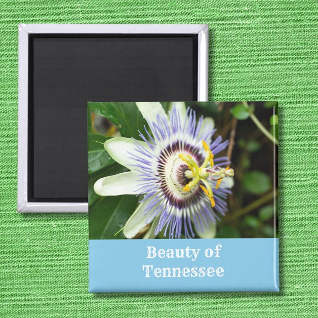 Passionflower Tennessee Staat Blume Magnet (Von Creator hochgeladen)