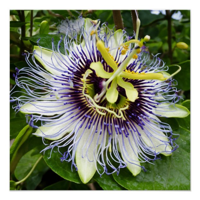 Passionfruit Bliss: Wanddekoration mit Passiflor Poster (Vorderseite)