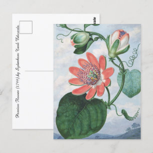 Passionsblume (1799), von Sydenham Teak Edwards. Postkarte