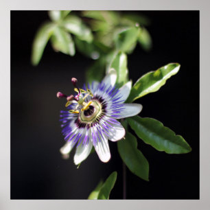 Passionsblume caerulea, blaue Leidenschafts-Blume Poster