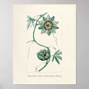 Passionsblume im Vintage-Stil Poster