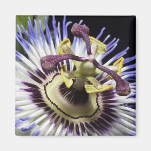 Passionsblume Nahaufnahme (MR) Magnet