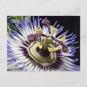 Passionsblume Nahaufnahme (MR) Postkarte