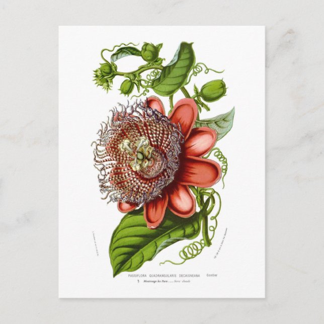 Passionsblume quadrangularis decaisneana postkarte (Vorderseite)
