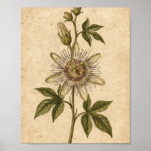 Passionsblumenranke Botanische Kunst Poster