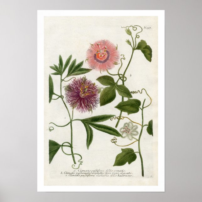 Passionsdruck-Blume Poster (Vorne)