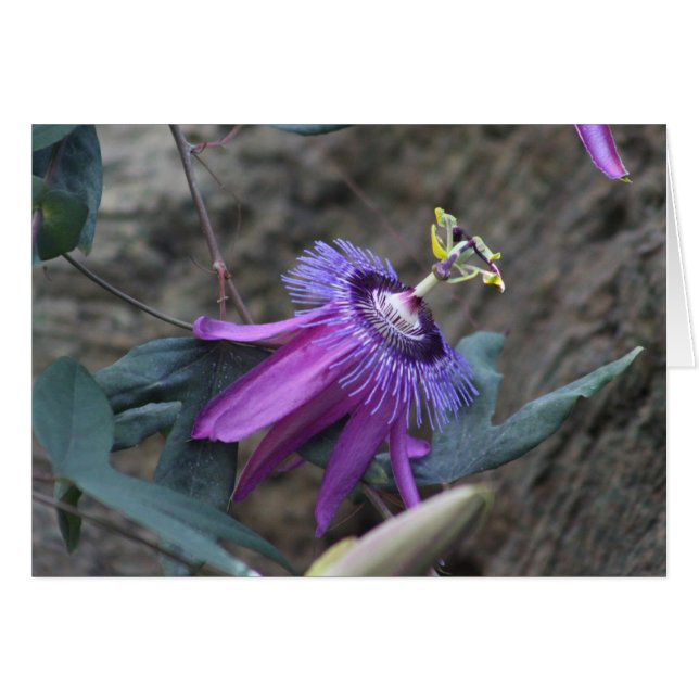 Passionskarte Blume (Vorderseite (Horizontal))