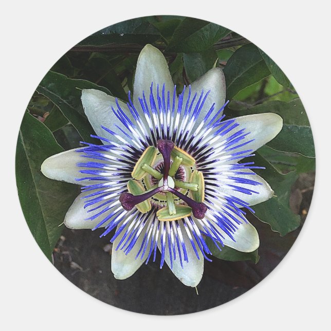 Passionsschutz-Blume #2 Runder Aufkleber (Vorderseite)