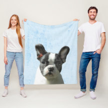 Pastel Blue Peekaboo Boston Terrier Puppy Kinderzi