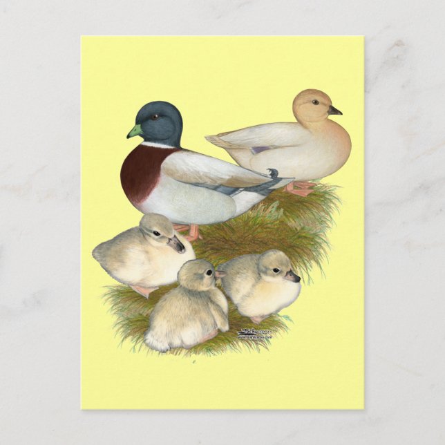 Pastel Call Duck Family Postkarte (Vorderseite)