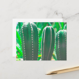 Pastel Grüne Kaktus Pflanze Blätter Pastellfarben Postkarte