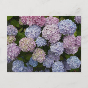 Pastel Hydrangea Blume Nah Up DIY Postkarte