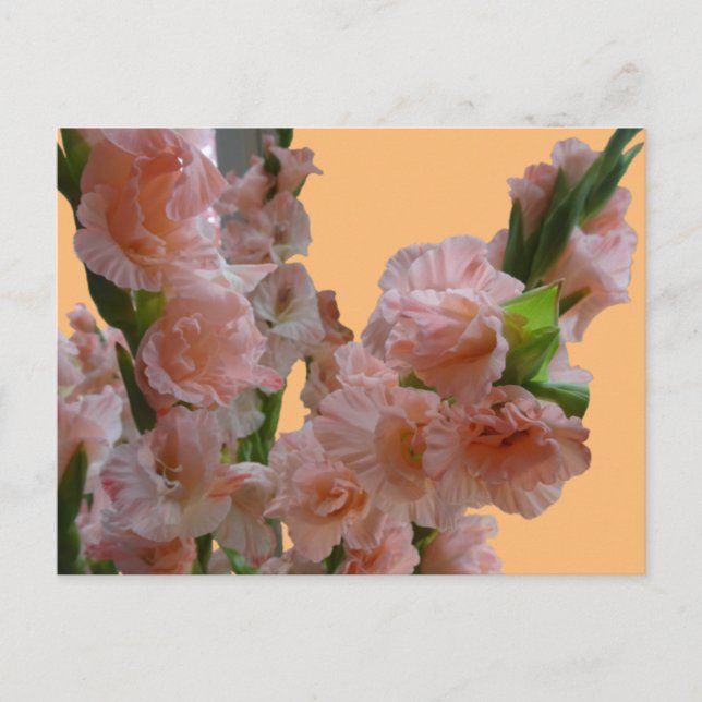 Pastel Orange Pink Gladioli Cust. DIY Postcard Postkarte (Vorderseite)