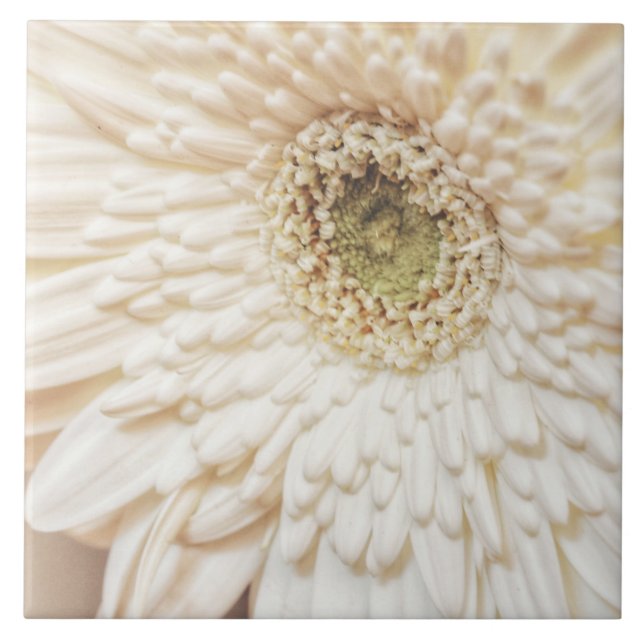 Pastel Petals Blume Chrysanthemen Fliese (Vorderseite)