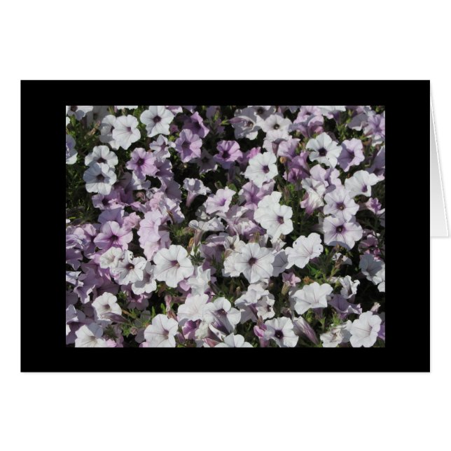 Pastel Petunias (Vorderseite (Horizontal))