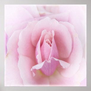 Pastel Pink Rose Poster