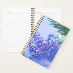 Pastel Purple Jacaranda Arbre Fleurs
