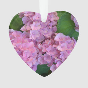 Pastel rose Hortensia hydrangea floraison